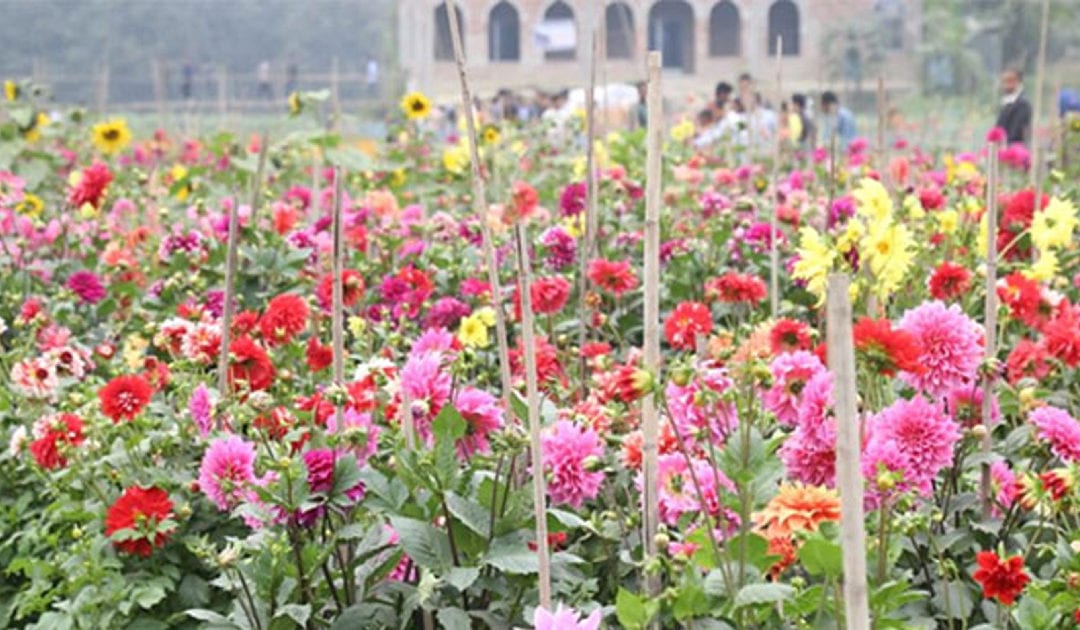 Narayanganj florists bask in supply glut