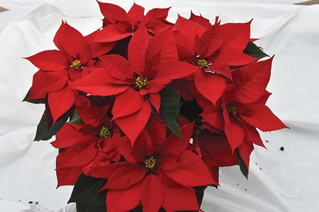 Features Biocontrols Flowers Management PGRs Growing profits from poinsettia