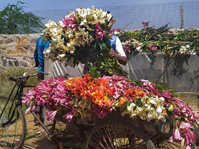 Millions of flowers destroyed by farmers across India for lack of demand