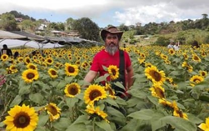 Benguet’s sunflower garden draws crowd