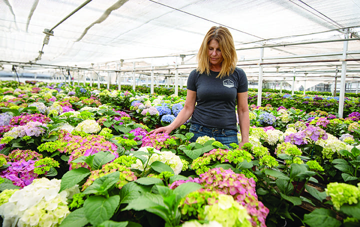 Millions of plants being left at nurseries as supermarkets prioritize different needs in face of the COVID-19 crisis