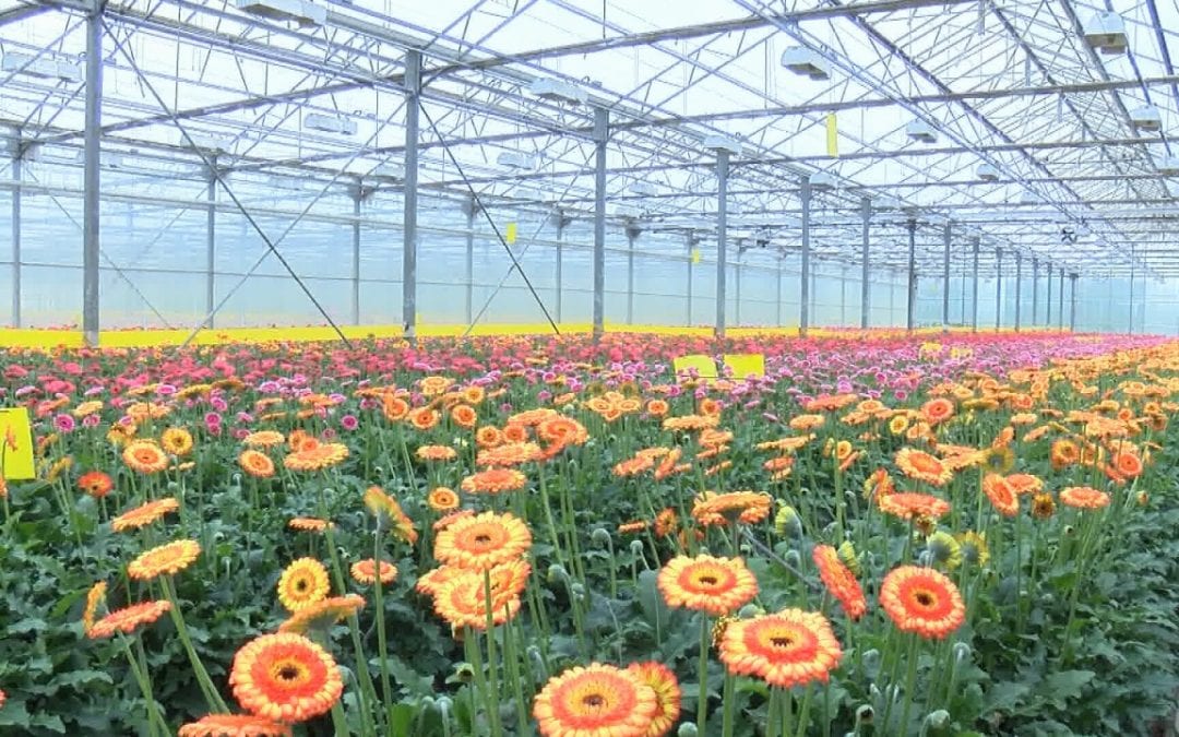 California’s flower industry gutted from coronavirus as local farms wilt under financial losses