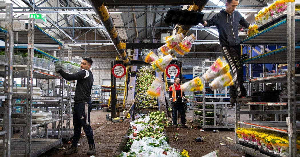 Where Have 140 Million Dutch Tulips Gone? Crushed by the Coronavirus