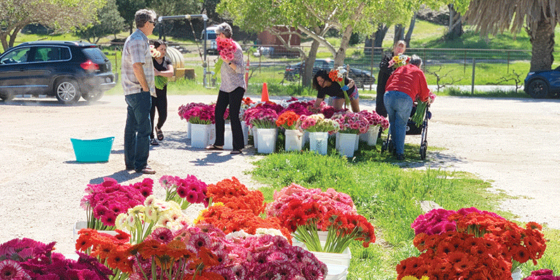 Pandemic kills demand for tri-county produce and cut flowers