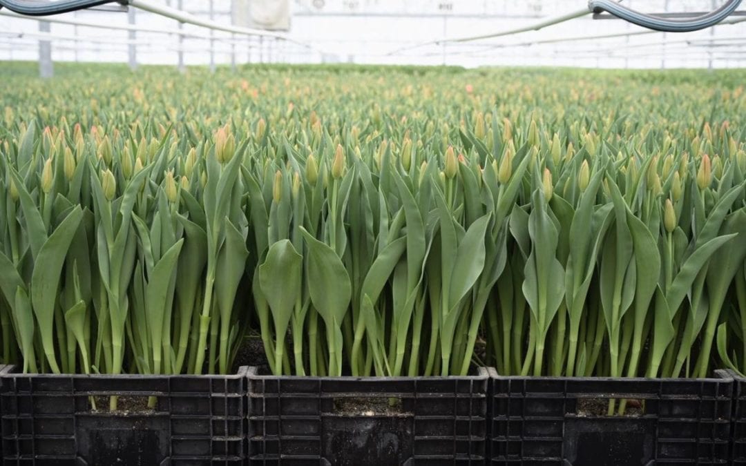 Skagit Valley tulip growers navigate challenging season