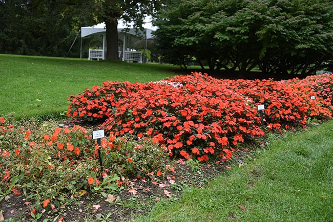 Features Flowers New Varieties Floral attraction in the gardens