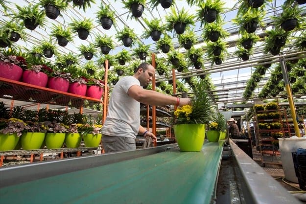 Niagara flower growers struggle to get product to market