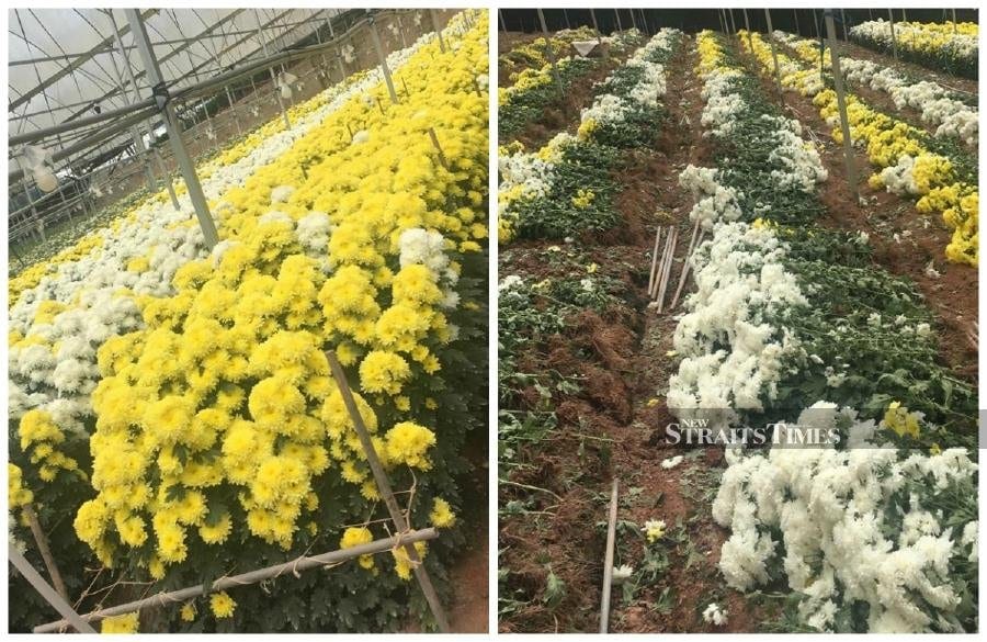 Covid-19 destroys flower growers dream, no demand for the blooms