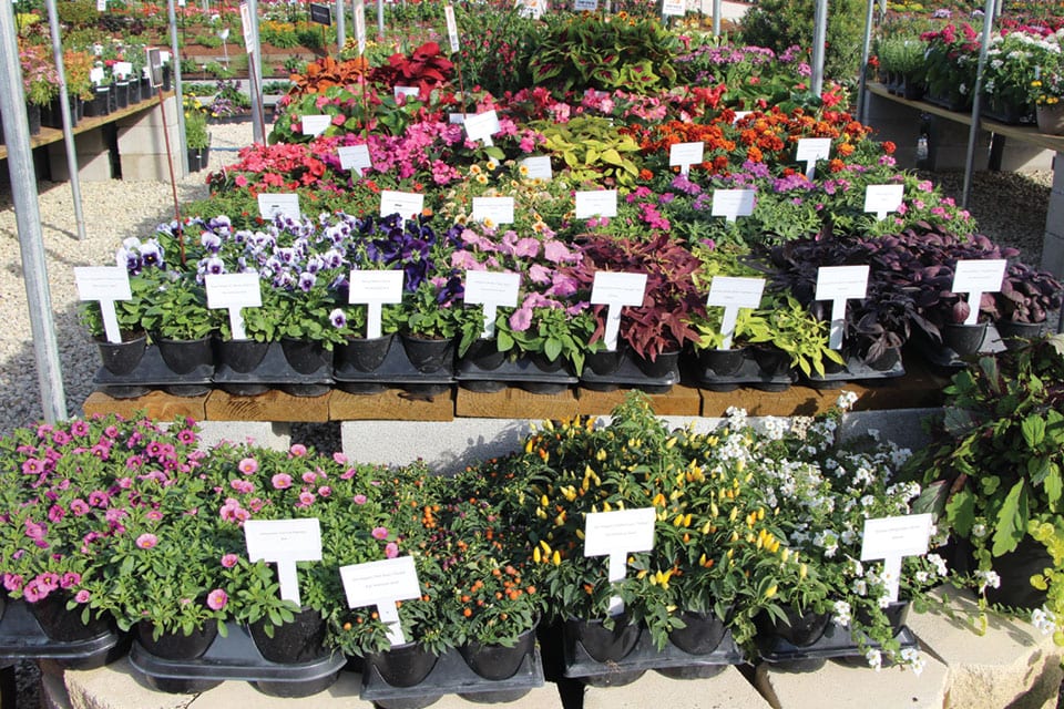 How the Floriculture Industry Can Make the Most of Mother’s Day This Year