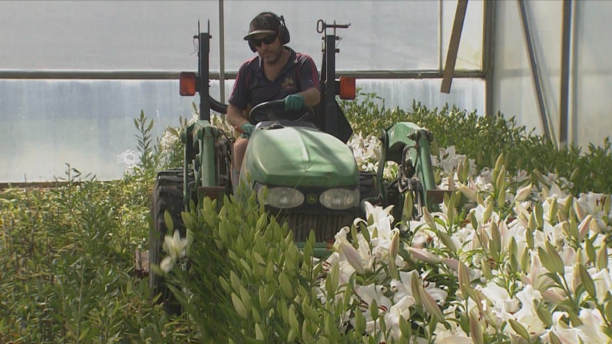Mowing over $40k worth of lillies, non-essential flower business says future is bleak