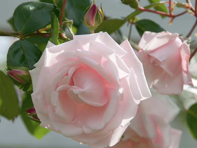 New Dawn rose has a sweet, fruity fragrance