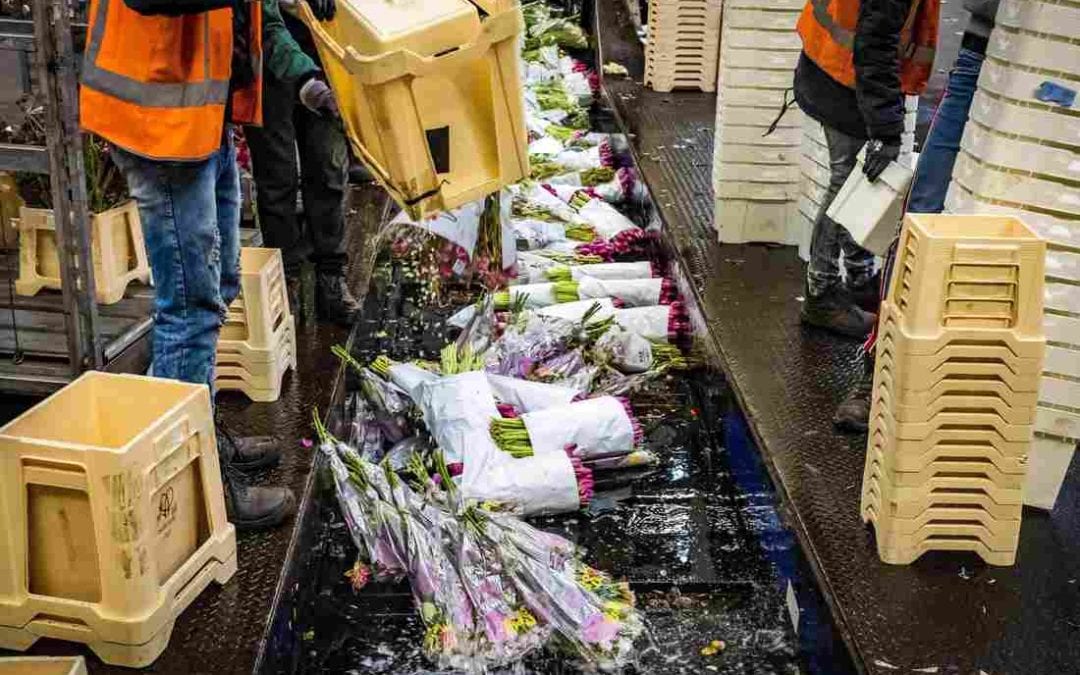 The Netherlands’ Huge Flower Sector Wilts As Coronavirus Hurts Business