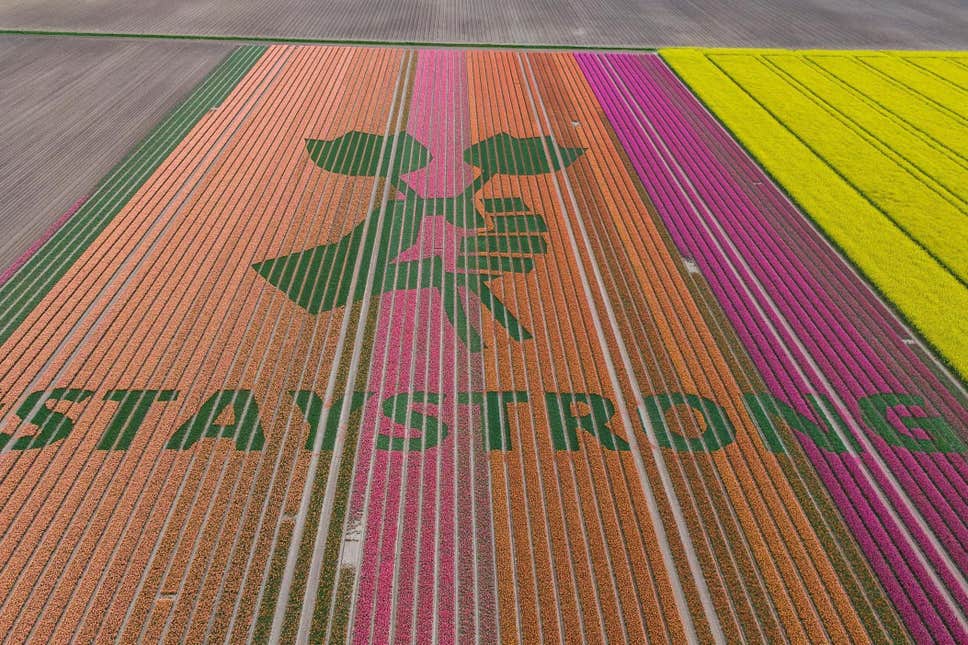 Tulip farmers in Netherlands spell out messages of support with flowers