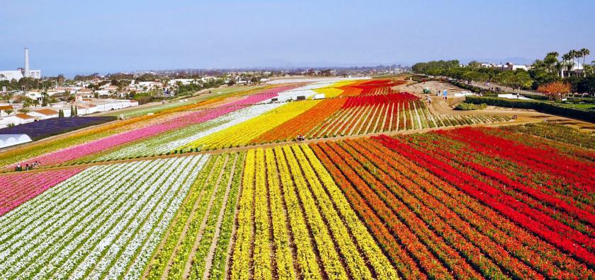 The Flower Fields in Carlsbad go virtual