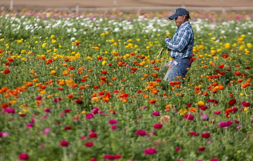 Coronavirus hit California’s cut-flower industry at the worst time