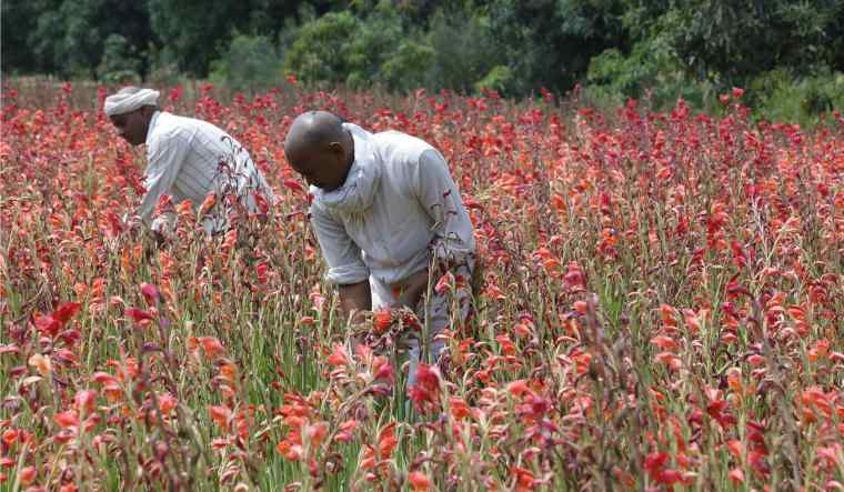 Wilting flowers, declining demand push floriculturists to despair during pandemic