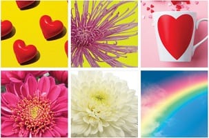 “WE GROW EMOTIONS” That is the insight behind Danziger’s new Chrysanthemums Portfolio strategy